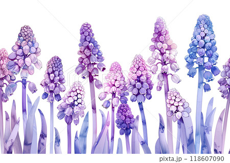 美しいムスカリの花 美しいムスカリの花 118607090