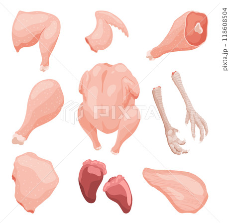 An educational illustration showcasing the various cuts and parts of raw chicken meat 118608504