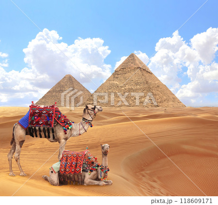 Camels in a colorful horse-clothes resting on the sand near to pyramids, Giza, Cairo, Egypt. Famous Great Pyramids of Chephren and Cheops, Giza pyramid complex (Giza Necropolis) Camels in a colorful horse-clothes resting on the sand near to pyramids, Giza, Cairo, Egypt. Famous Great Pyramids of Chephren and Cheops, Giza pyramid complex (Giza Necropolis) 118609171