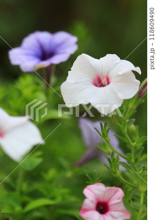 花を咲かすペチュニア 花を咲かすペチュニア 118609490
