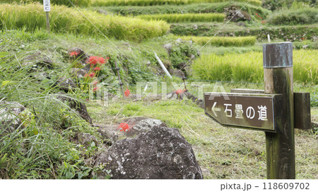 彼岸花のある風景（豊作の田圃との共演） 118609702