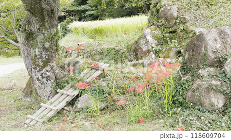 彼岸花のある風景（豊作の田圃との共演） 118609704