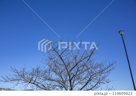 晩秋のモミジバフウ 晩秋のモミジバフウ 118609822