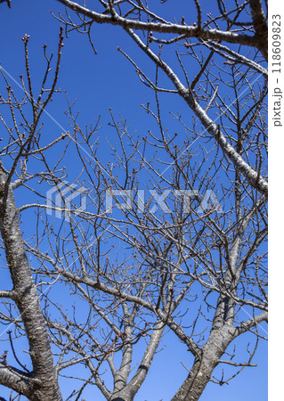 晩秋のモミジバフウ 118609823