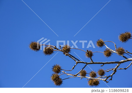 晩秋のモミジバフウ 晩秋のモミジバフウ 118609828