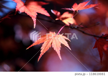 紅葉 紅葉 118610081