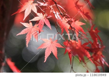 紅葉 118610949