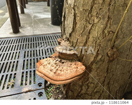 サルノコシカケ 街路樹の根元に生えたサルノコシカケ サルノコシカケ 街路樹の根元に生えたサルノコシカケ 118611064
