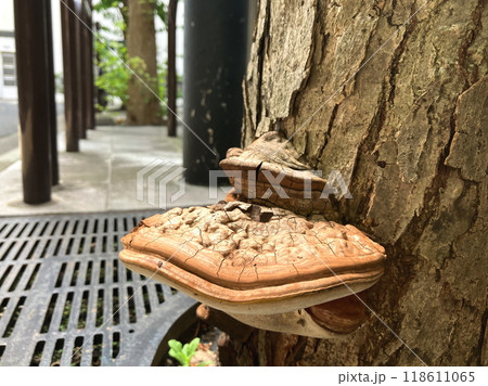 サルノコシカケ　街路樹の根元に生えたサルノコシカケ 118611065