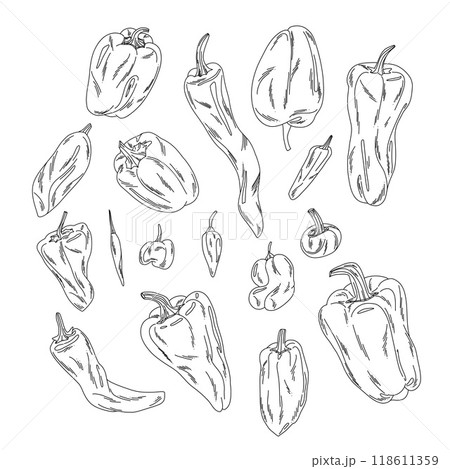 Set of line doodle peppers, collection of hot and vegetable pods isolated on white Set of line doodle peppers, collection of hot and vegetable pods isolated on white 118611359