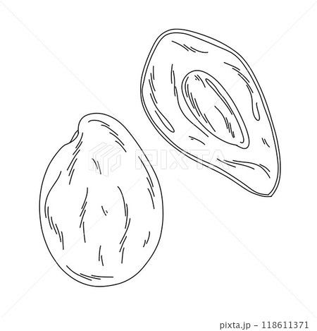 Hass avocado fruit outline on white background, cut avocado tree fruit in doodle style 118611371