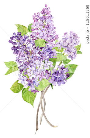 Bouquet of lilac, purple and lilac spring watercolor flowers. Illustration for greeting cards with the image of Mother's Day, Women's Day, wedding in Provence style. 118611569