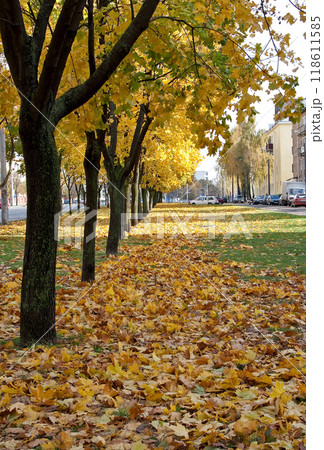 Alley of yellow maples in fall. Falling leaves and seasons in city street. Alley of yellow maples in fall. Falling leaves and seasons in city street. 118611585