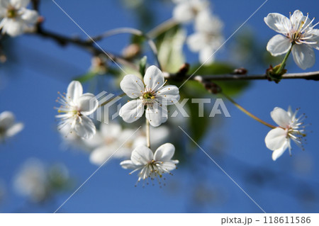 Branch with cherry blossoms tree in spring against blue clear sky.  118611586