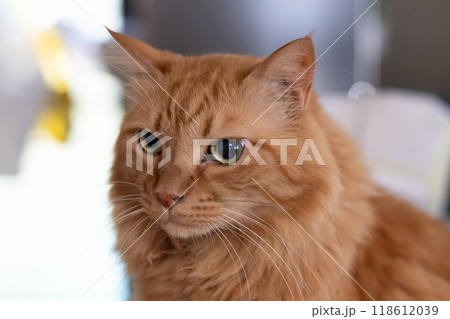 見つめる猫　茶トラ猫 118612039