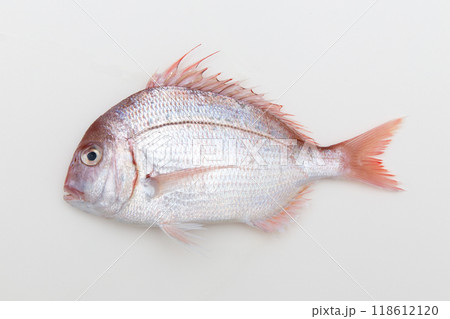 チダイ チダイ 118612120