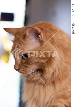 見つめる猫 茶トラ猫 見つめる猫 茶トラ猫 118612151