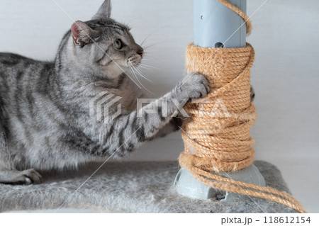 爪を研ぐ猫　サバトラ猫 118612154