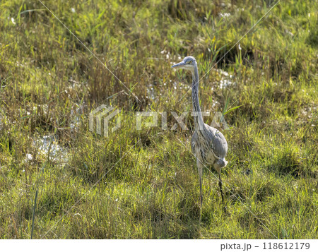 Grey Heron in Natural Habitat 118612179