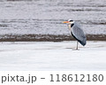 Grey Heron on Ice 118612180