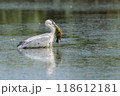 Grey Heron with a Fish 118612181