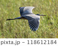 Grey Heron Flying 118612184
