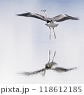 Grey Heron Landing 118612185