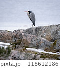 Grey Heron on a Rock 118612186