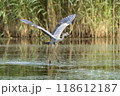 Grey Heron Taking Off 118612187