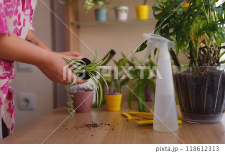 Young woman with beautiful houseplant in pot at home. Concept Taking care of my plants 118612313