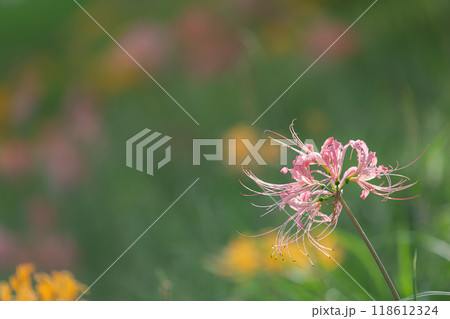 ピンク色のリコリスの花 ピンク色のリコリスの花 118612324