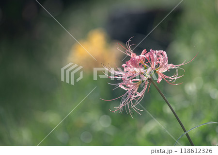 ピンク色のリコリスの花 118612326