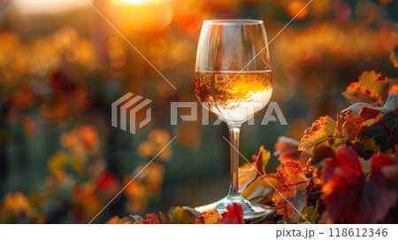 Autumn or fall season. White wine in wineglass near grapevine with red and yellow leaves on vineyard at bright sunlight on nice autumn day closeup 118612346