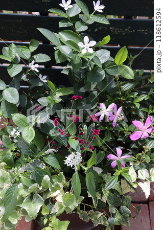 セイロンライティアとノボタンの寄せ植え 118612594