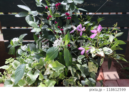 アルテルナンテラとノボタンの寄せ植え 118612599