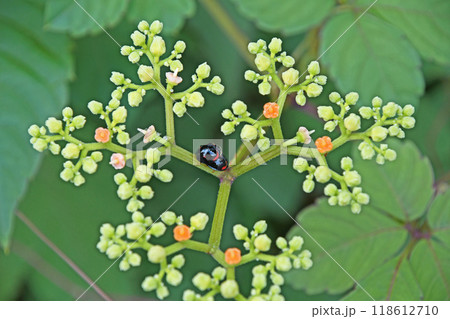 ヤブガラシの花と二匹のテントウムシ 118612710