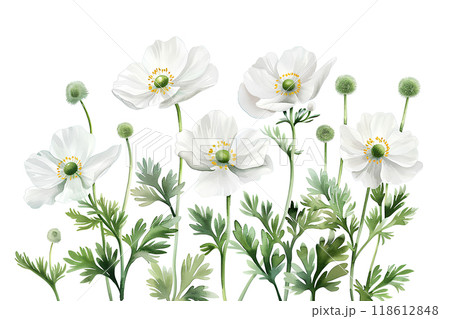 美しいアネモネ・バージニアナの花 118612848