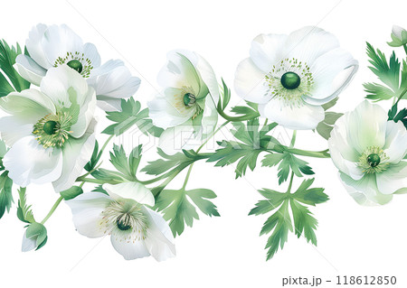 美しいアネモネ・バージニアナの花 118612850