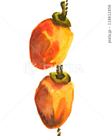 水彩で描いた干し柿24923pix7 水彩で描いた干し柿24923pix7 118612856