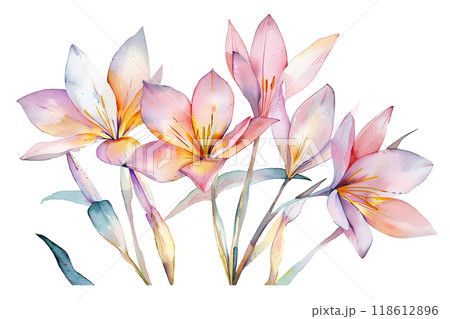 美しいゼフィランサスの花 美しいゼフィランサスの花 118612896