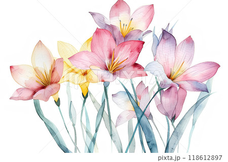 美しいゼフィランサスの花 美しいゼフィランサスの花 118612897