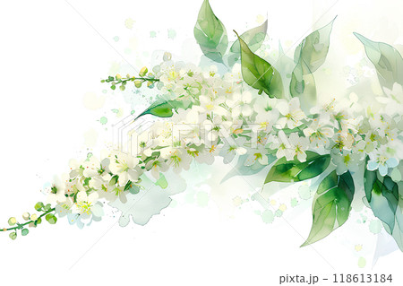 美しいのユキヤナギの花 美しいのユキヤナギの花 118613184