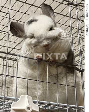 こちらを覗く可愛いチンチラ 118613285