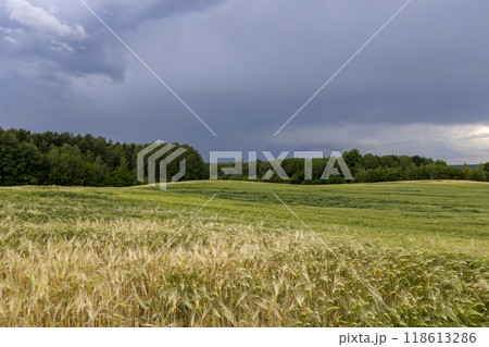 wheat field after a thunderstorm and rain 118613286