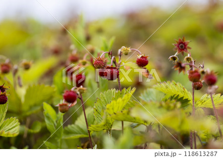small wild strawberries in cloudy weather 118613287