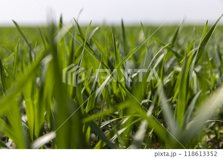 winter frost-resistant wheat is green in early spring 118613352