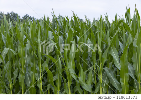 a large amount of sweet corn in the field during the ripening period 118613373