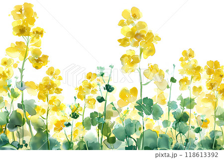 美しい菜の花 118613392