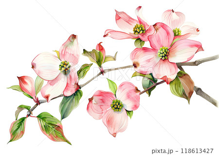 美しくし咲き誇るハナミズキ 美しくし咲き誇るハナミズキ 118613427