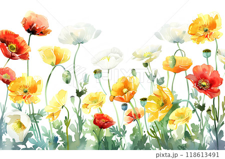 美しくし咲き誇るポピーの花 118613491